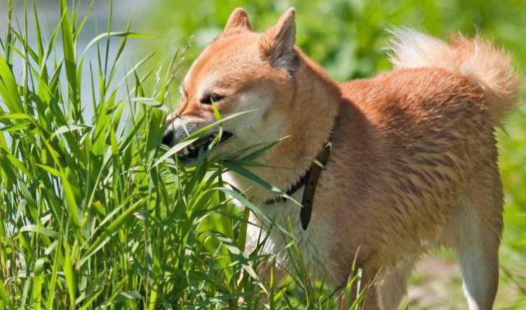 Pourquoi mon chien mange de l'herbe?