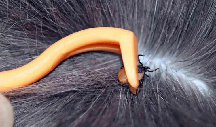 Prévention sur la tique