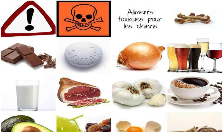 Les aliments interdits aux chiens