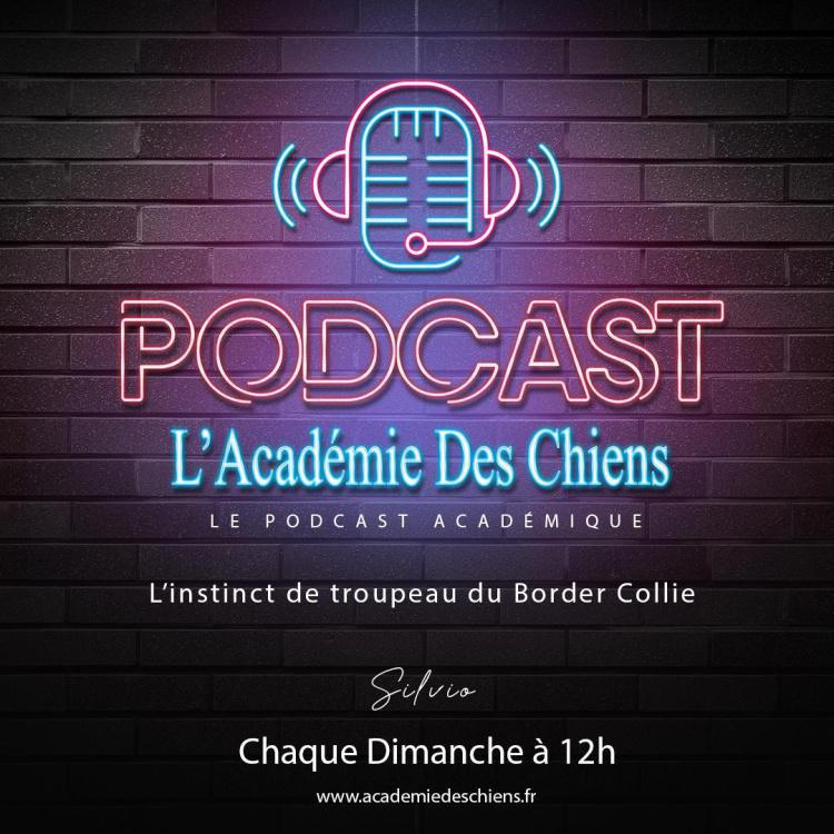Podcast Ep3 : L'instinct de troupeau du Border Collie