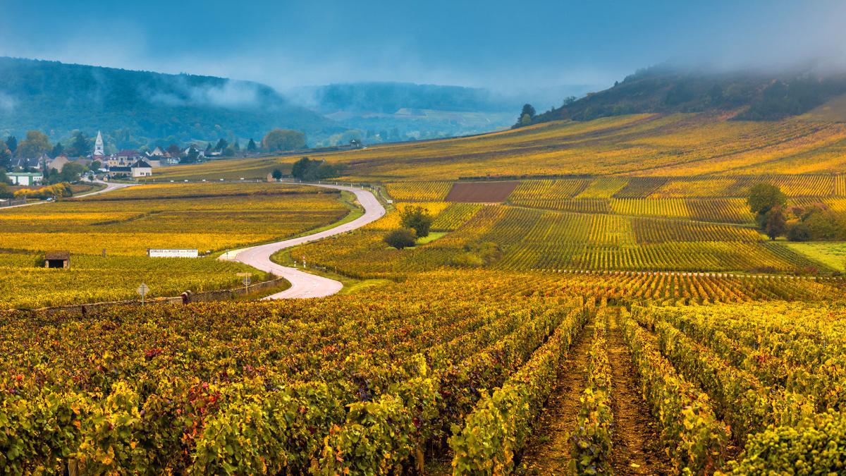 Les vignobles de Bourgogne avec BURGUNDY Emotions