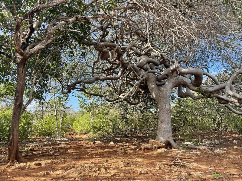CURACAO’S NORTHERN COUNTRY SIDE LIKE YOU’VE NEVER SEEN BEFORE