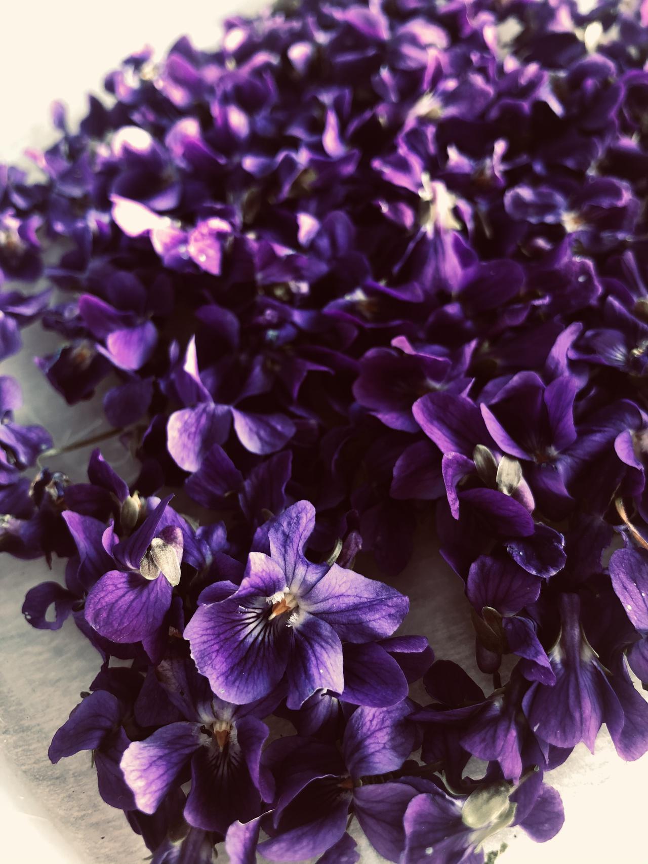 Violettes du Domaine 