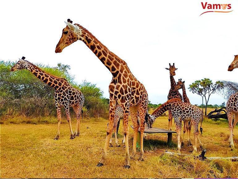 Explore Nguuni Sanctuary, just 10 minutes from Bamburi