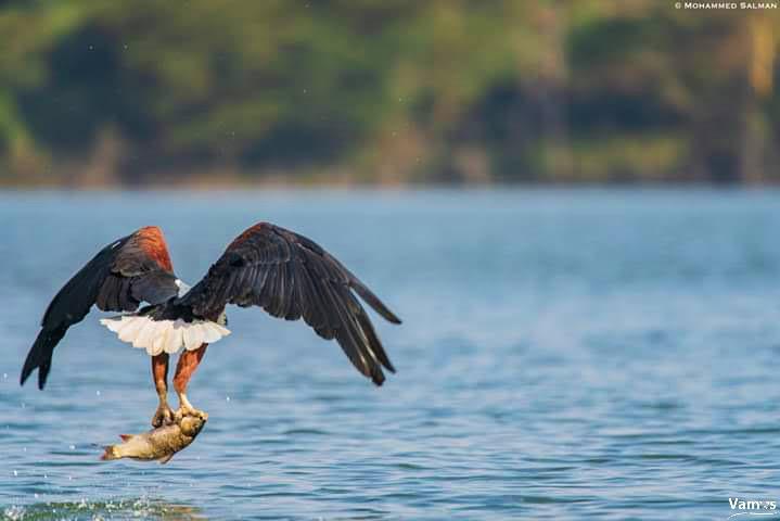 Bird watch at Lake Naivasha