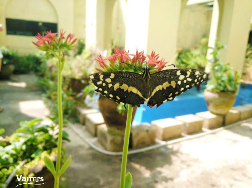 Kipepeo Butterfly House