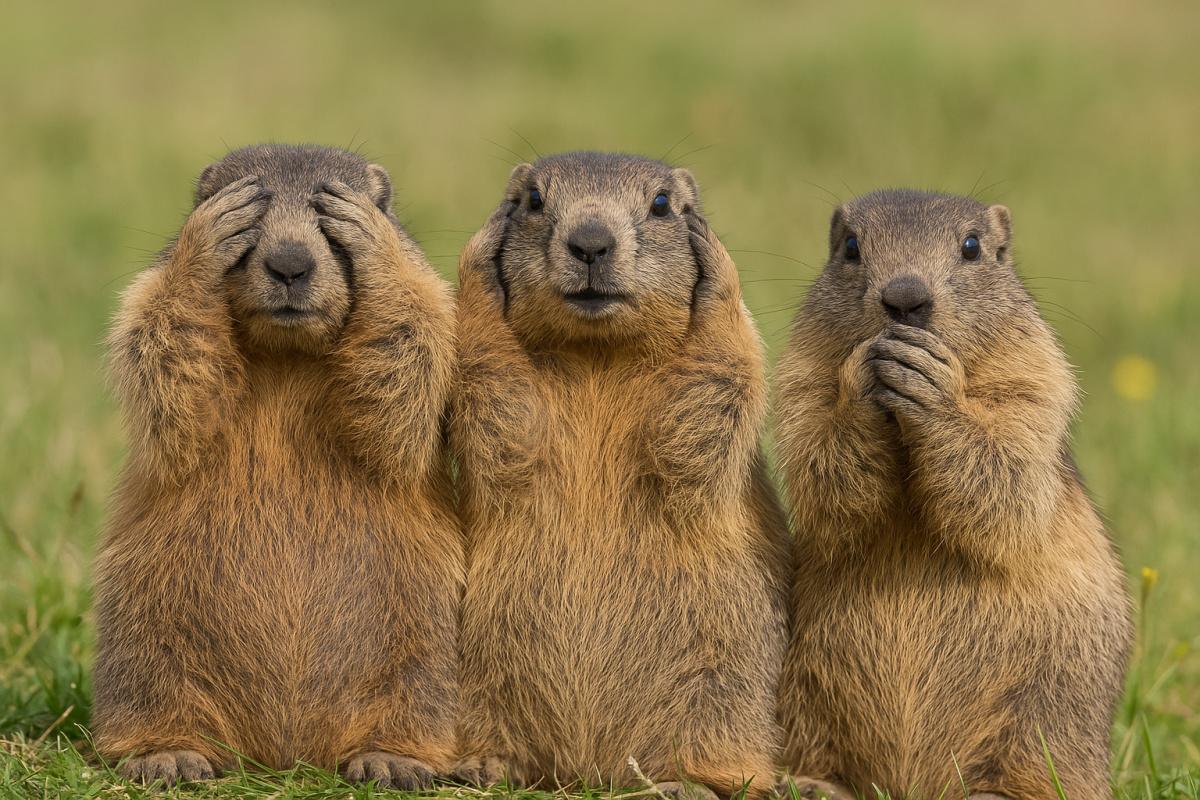 "Journée Marmottes"