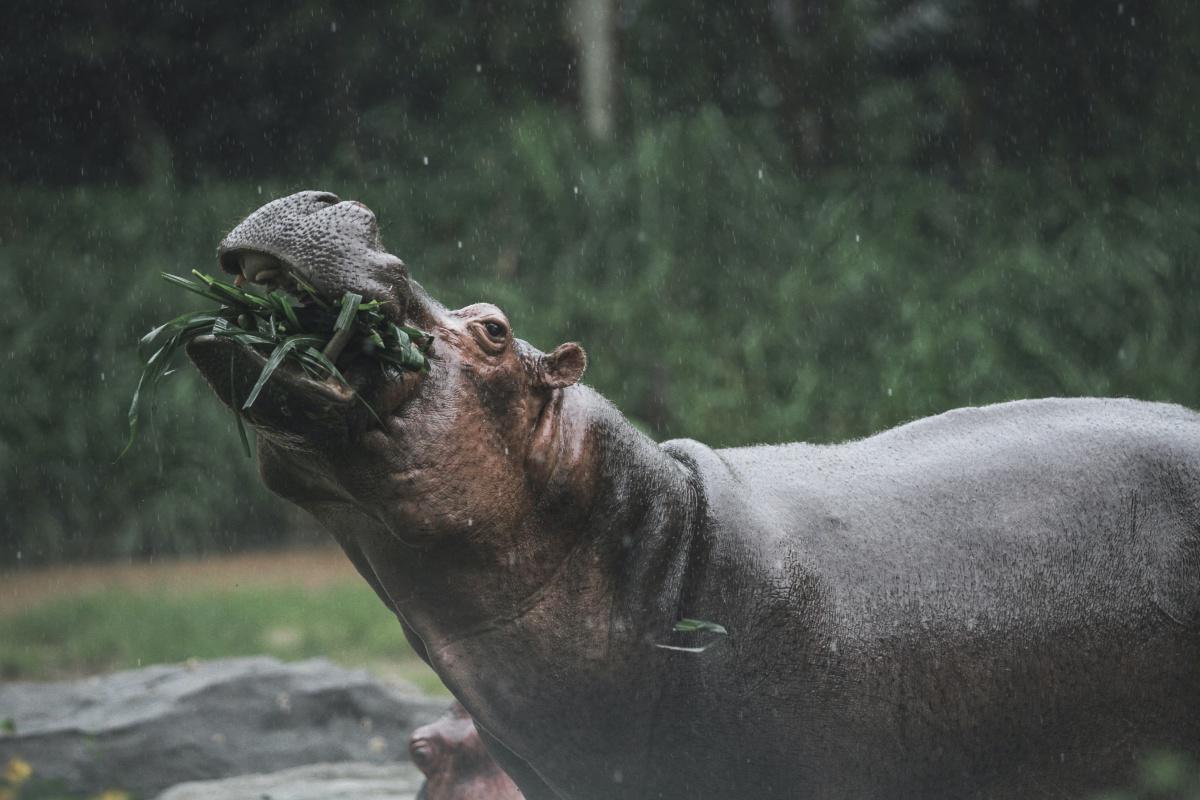 Les dinosaures, marchaient comme des hippopotames !