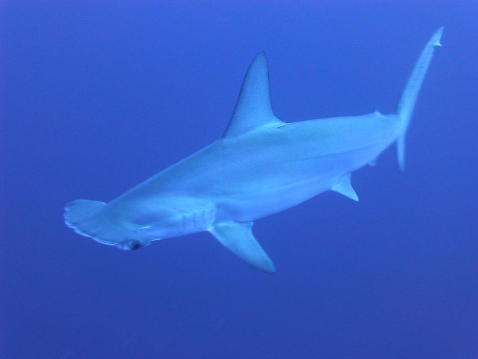 Morts de 30 requins-marteaux : Sea Shepherd porte plainte contre l'aquarium