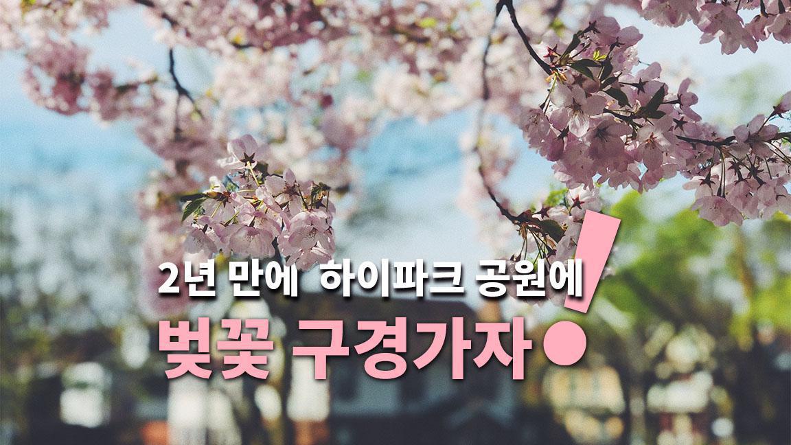 2년 만에 처음 으로 하이파크 공원에 벚꽃 구경가자! 2년 만에 처음 으로 하이파크 공원에 벚꽃 구경가자!