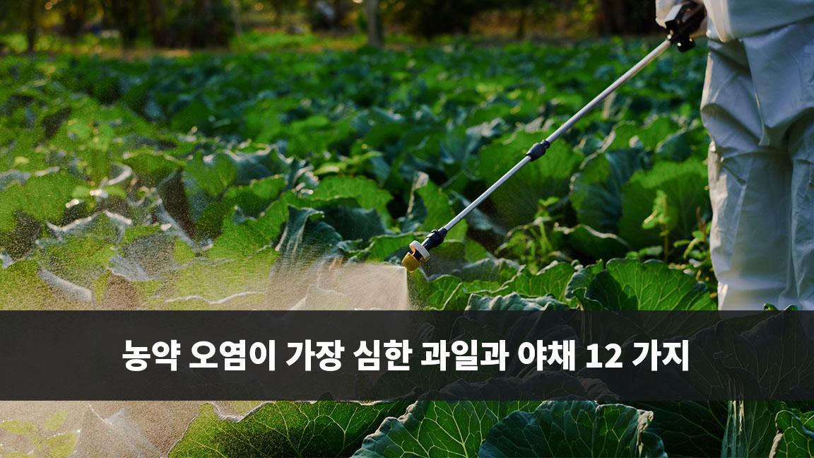 농약 오염이 가장 심한 과일과 야채 12 가지 농약 오염이 가장 심한 과일과 야채 12 가지