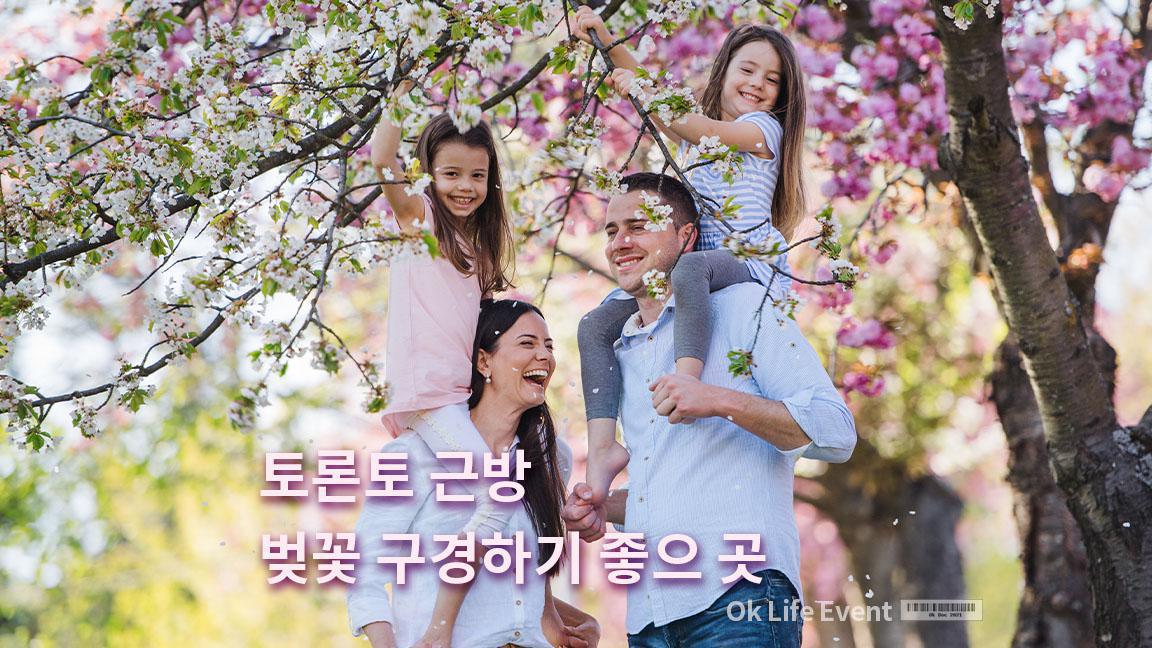 토론토 근방 벚꽃 구경하기 좋으 곳 토론토 근방 벚꽃 구경하기 좋으 곳