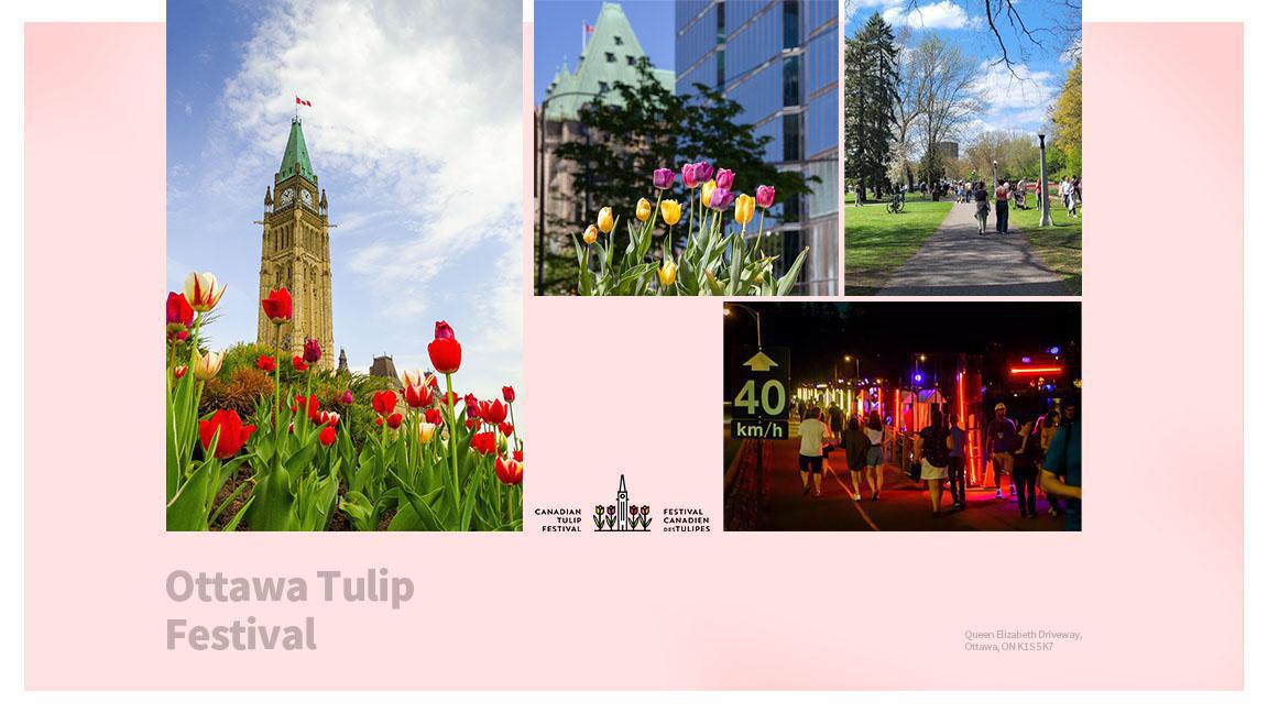 오타와 튤립 축제 오타와 튤립 축제