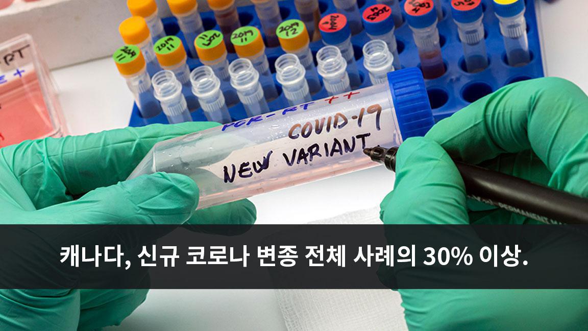 캐나다에서 새로운 코비드-19 변종이 전체 사례 30% 이상 차지 캐나다에서 새로운 코비드-19 변종이 전체 사례 30% 이상 차지