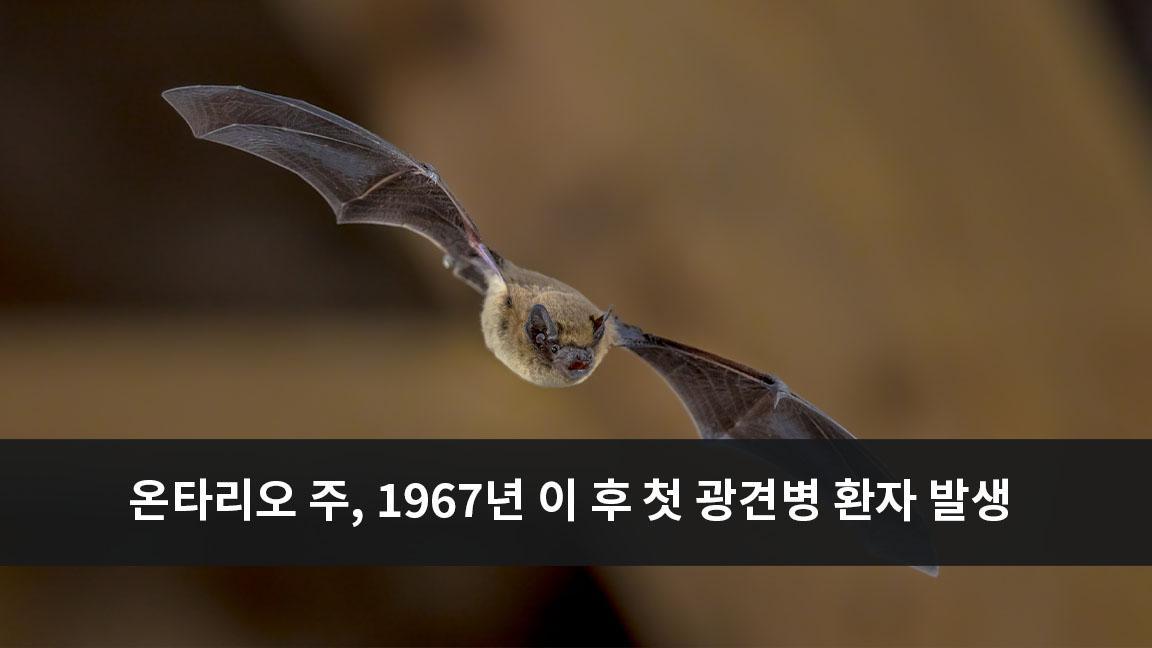 온타리오 주에서 1967년 이 후 첫 광견병 환자 발생 