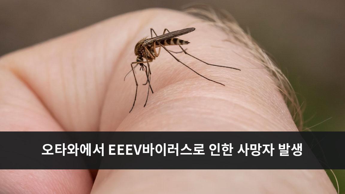 오타와에서 EEEV바이러스로 인한 사망자 발생 오타와에서 EEEV바이러스로 인한 사망자 발생