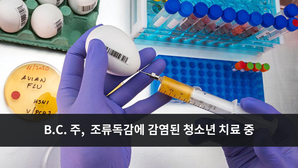 B.C. 주, 조류독감에 감염된 청소년 치료 중 B.C. 주, 조류독감에 감염된 청소년 치료 중