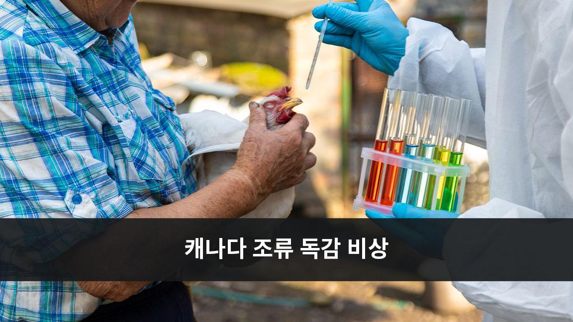 캐나다 조류 독감 비상