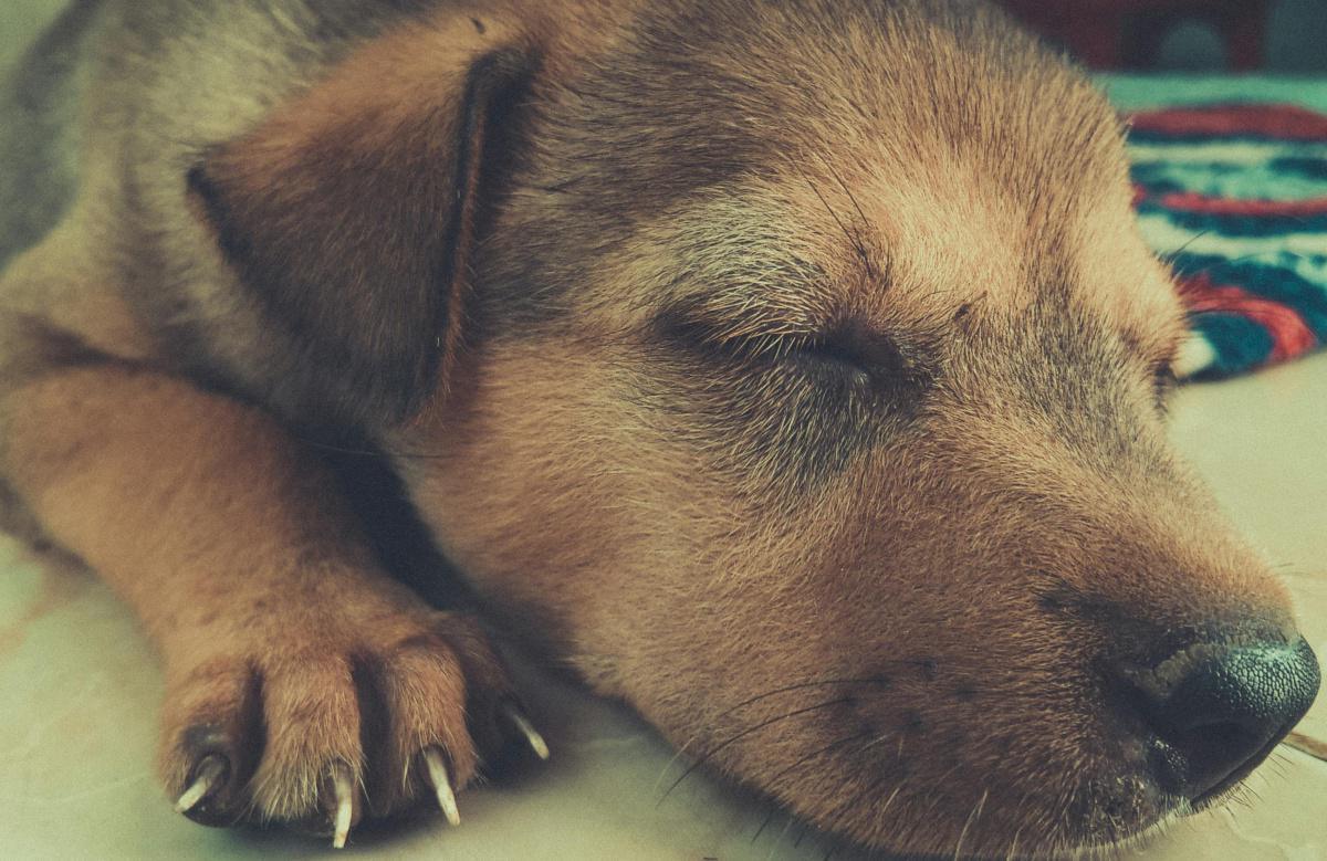 Rádio Pet é o primeiro canal com programação 24 horas destinada a cães e gatos clique aqui e saiba mais Rádio Pet é o primeiro canal com programação 24 horas destinada a cães e gatos clique aqui e saiba mais