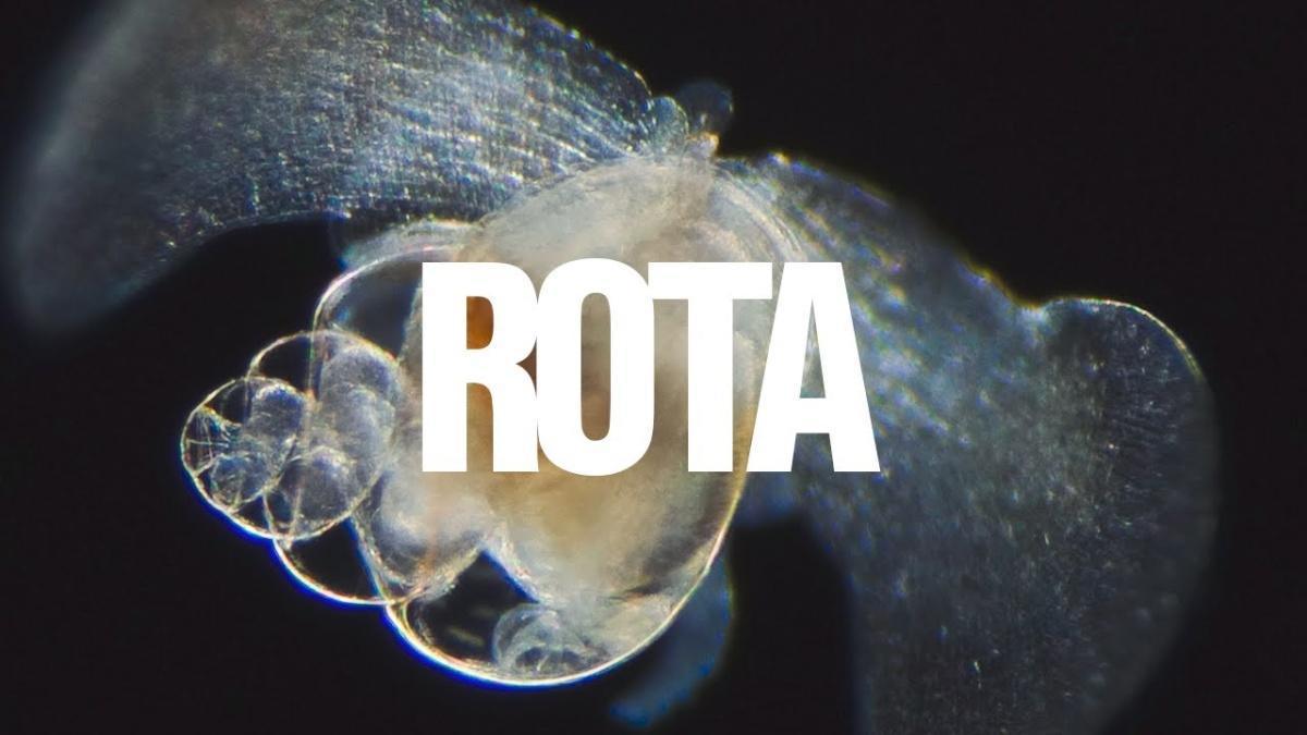 Rota - Luedji Luna - Música e Letra