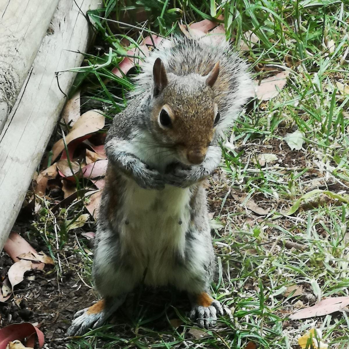 Felixstowe Flora and Fauna Felixstowe Flora and Fauna