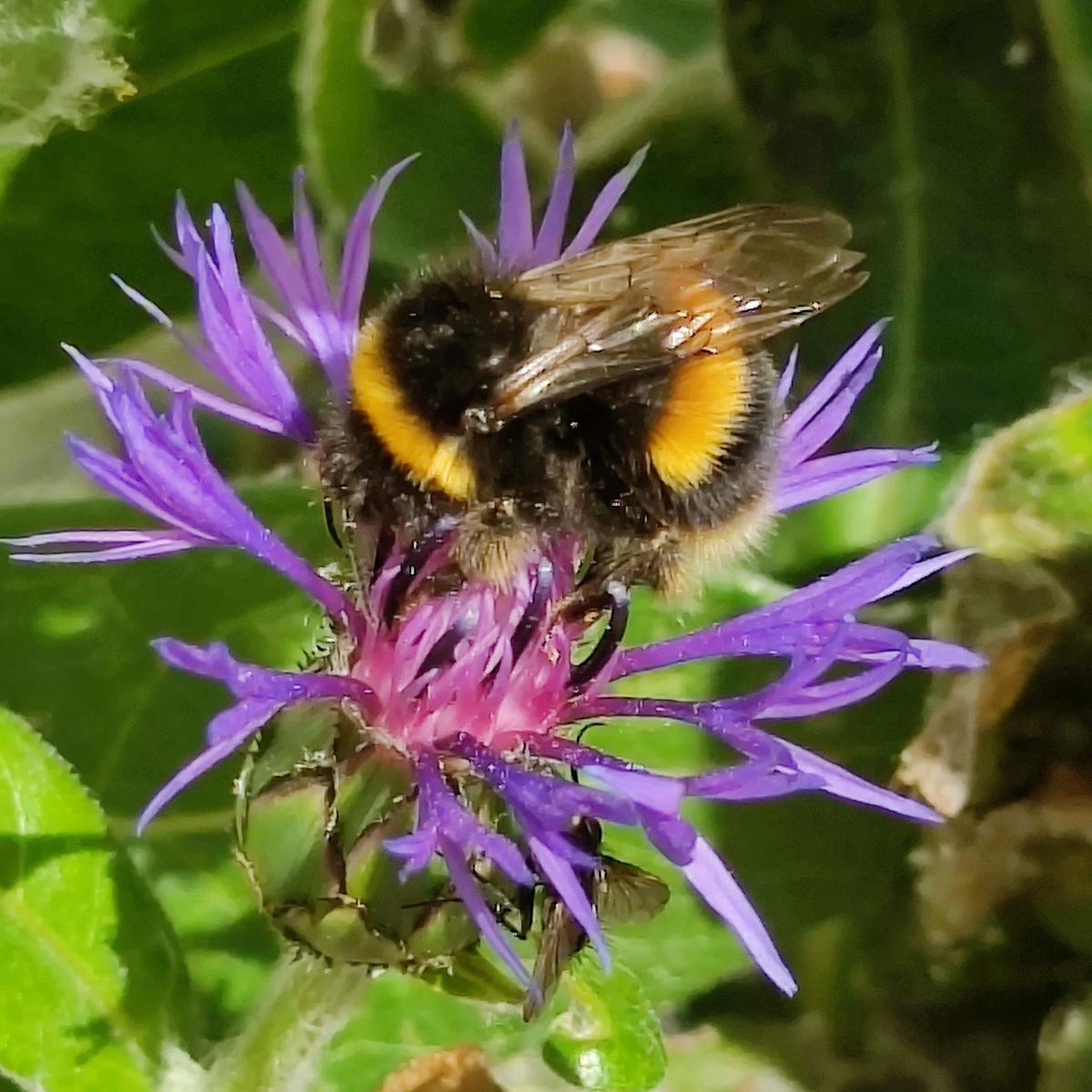 Felixstowe Flora and Fauna Felixstowe Flora and Fauna