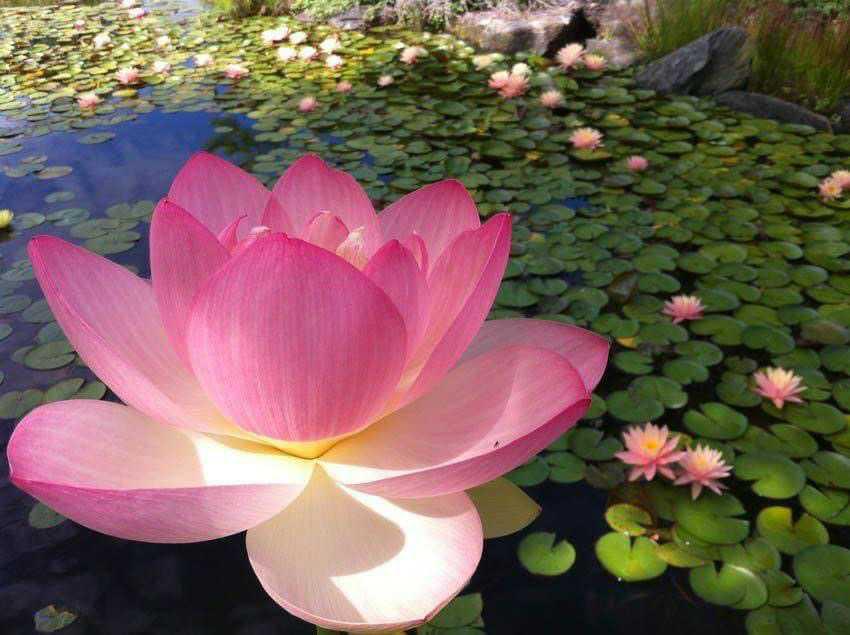 Meet Sharon, Felixstowe Buddhist Chaplain