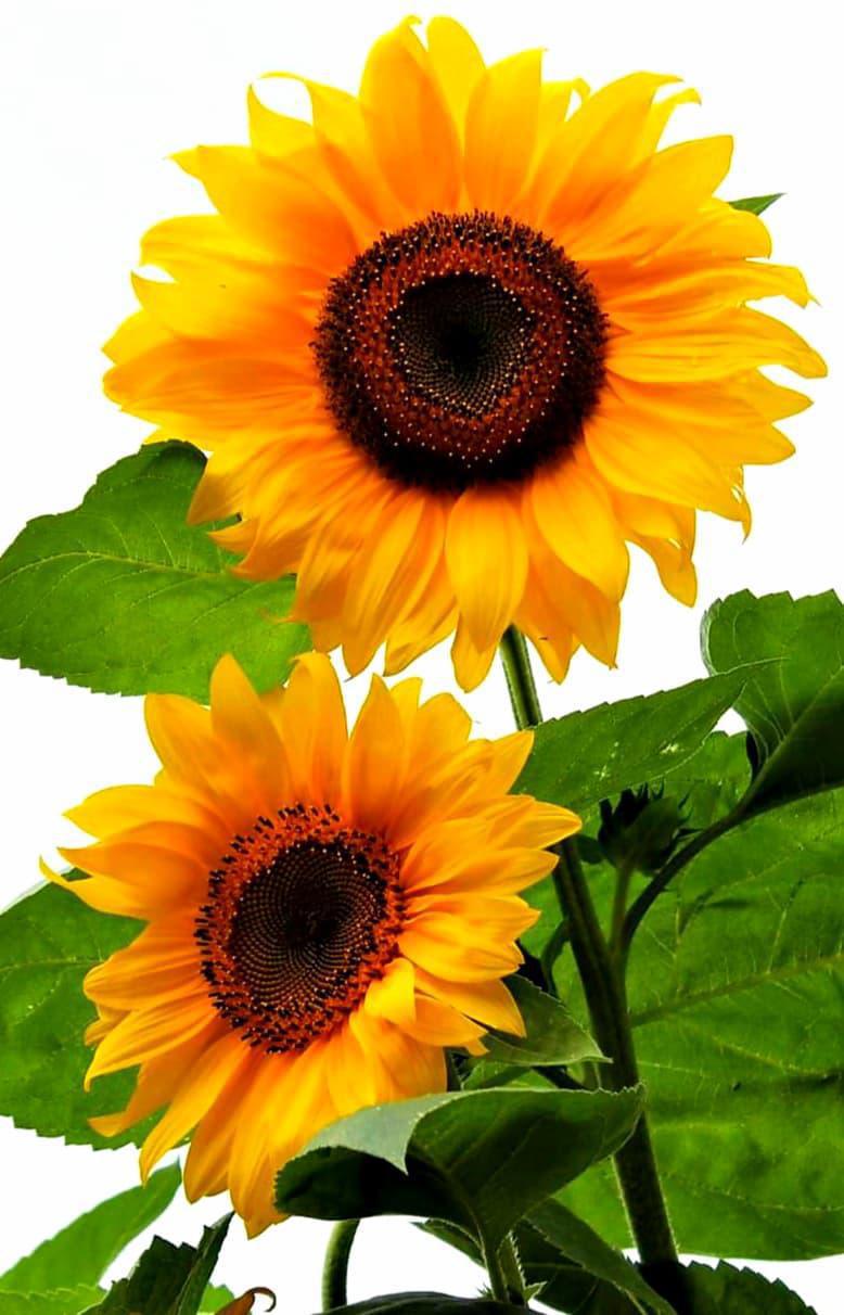 Do You Have Tips To For Sunflower Growth?🧐🌻