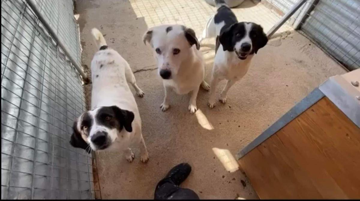 Save Zante Strays Save Zante Strays