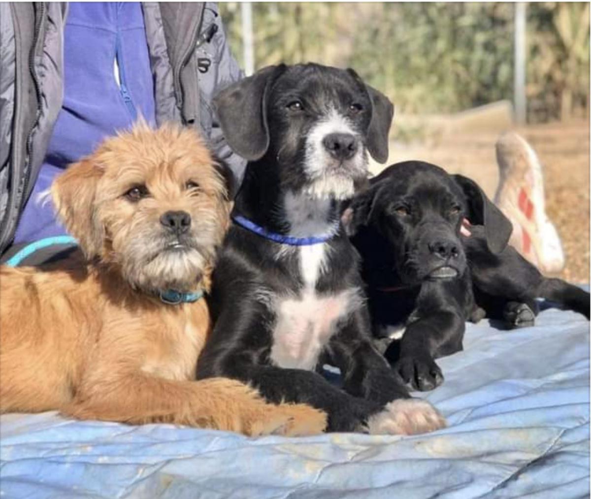 Save Zante Strays Save Zante Strays