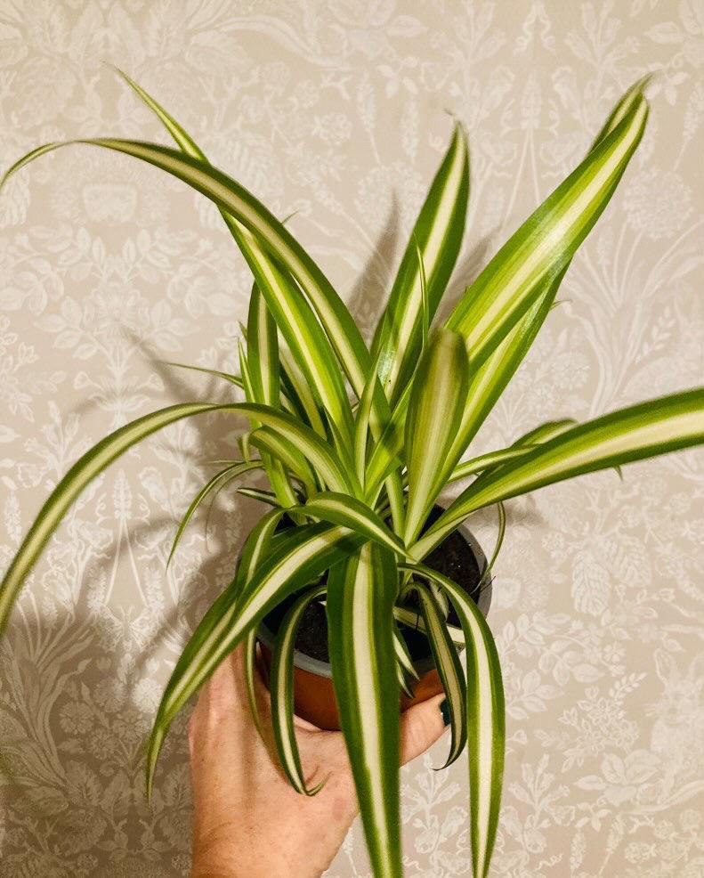 All I Need Is The Plant That I See, by Sophie Hughes All I Need Is The Plant That I See, by Sophie Hughes