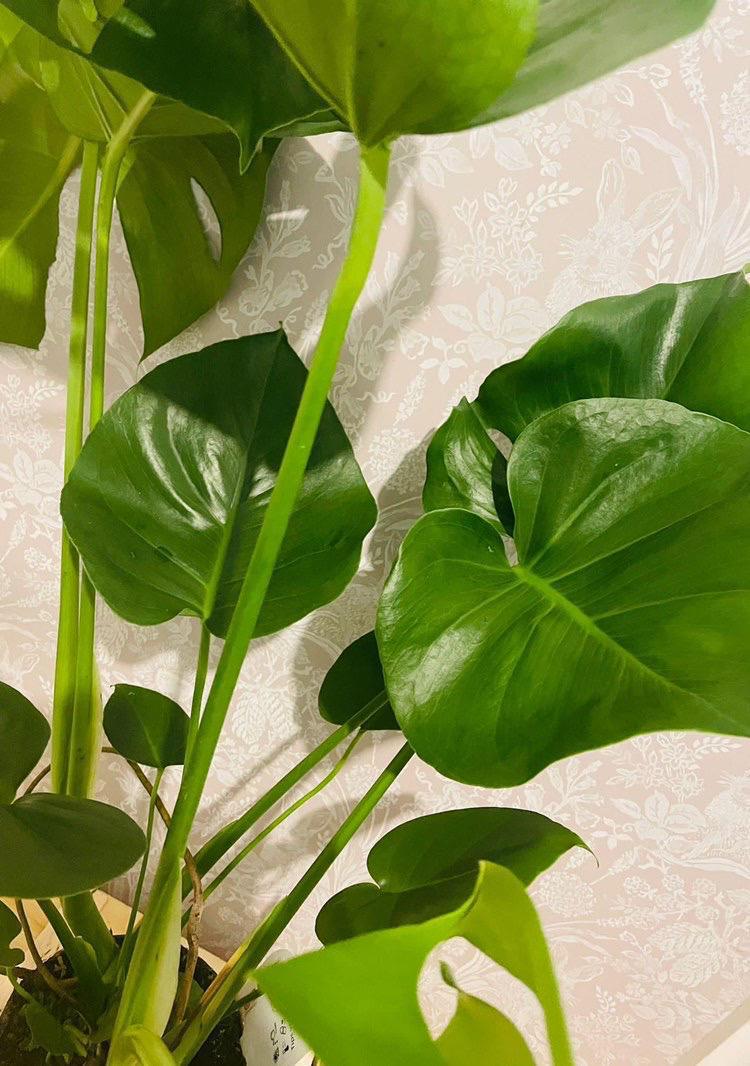 All I Need Is The Plant That I See, by Sophie Hughes All I Need Is The Plant That I See, by Sophie Hughes