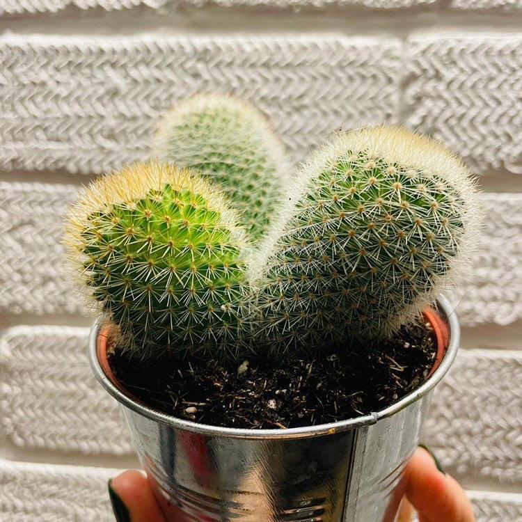 All I Need Is The Plant That I See, by Sophie Hughes All I Need Is The Plant That I See, by Sophie Hughes