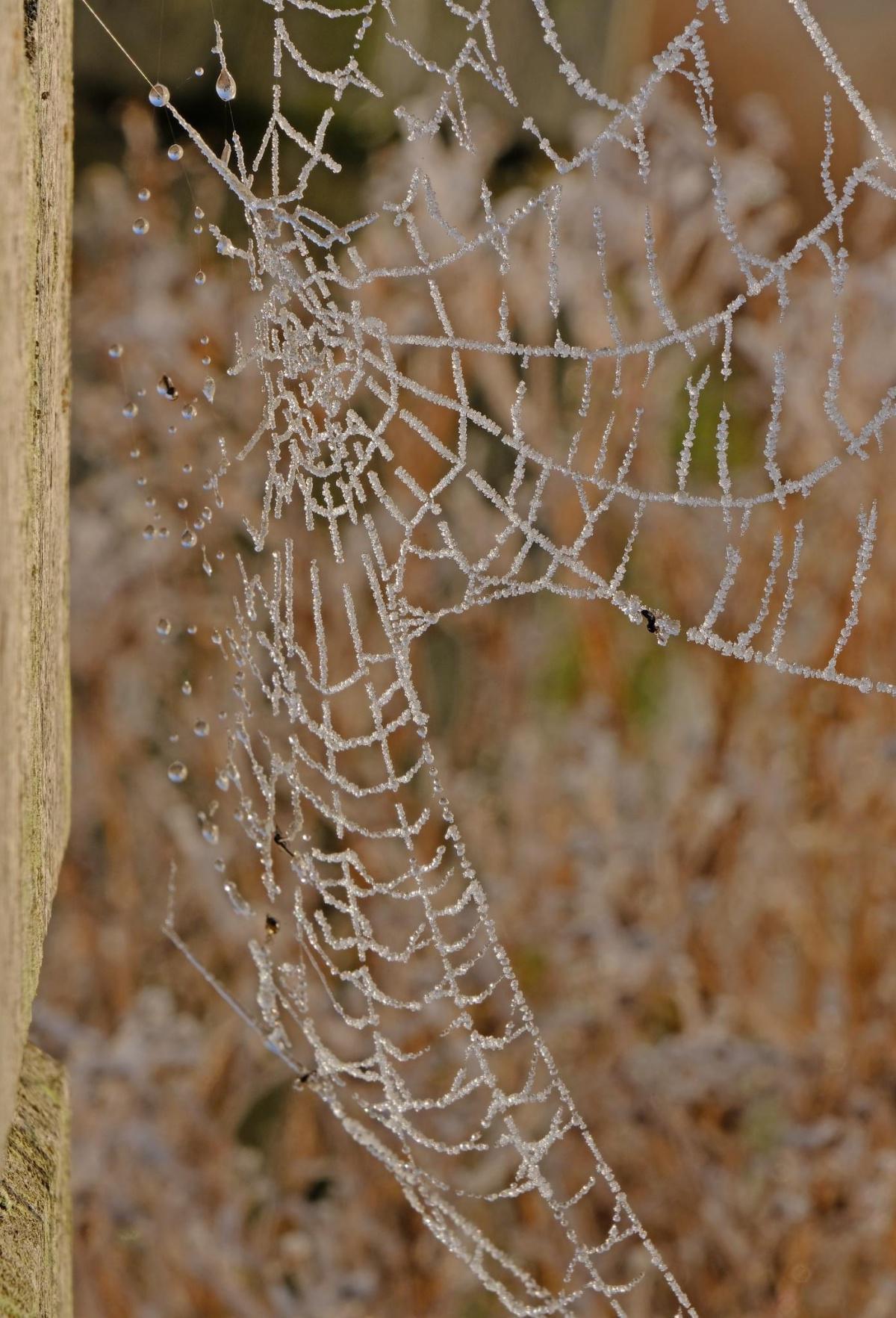 Fog & Frost by Stephen Squirrell