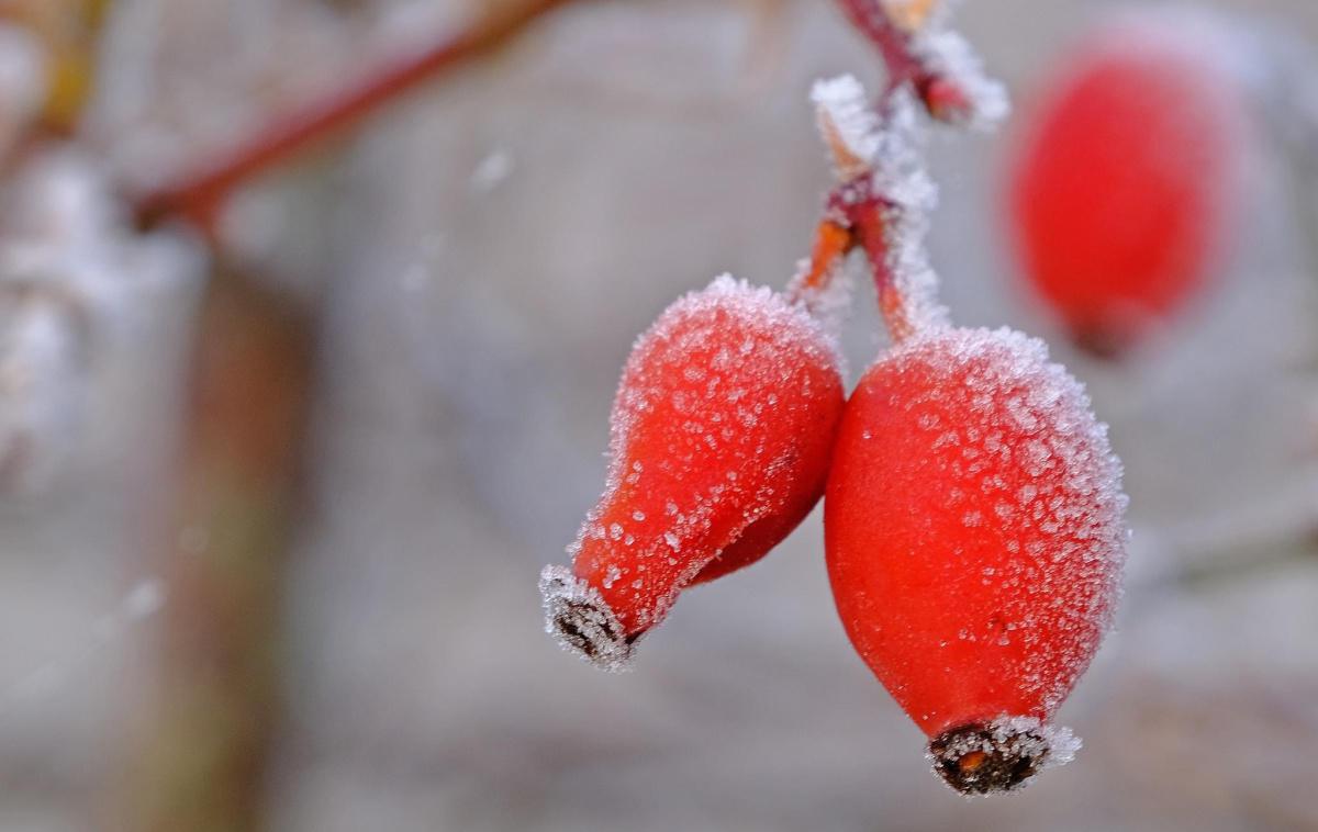 Fog & Frost by Stephen Squirrell