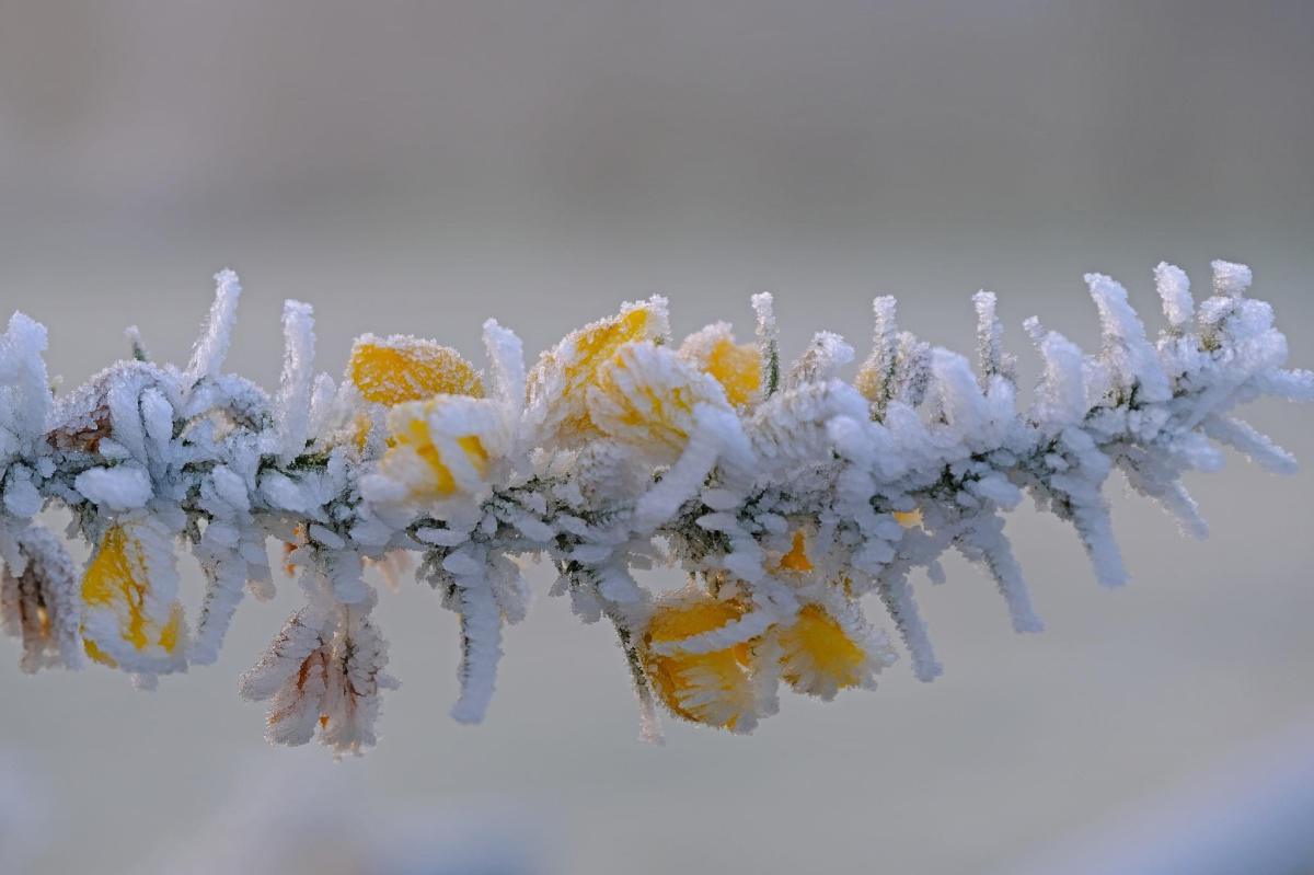 Fog & Frost by Stephen Squirrell