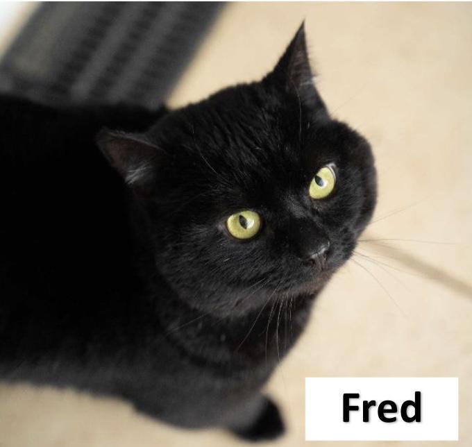 A Bit About The RSPCA Suffolk Central Branch A Bit About The RSPCA Suffolk Central Branch