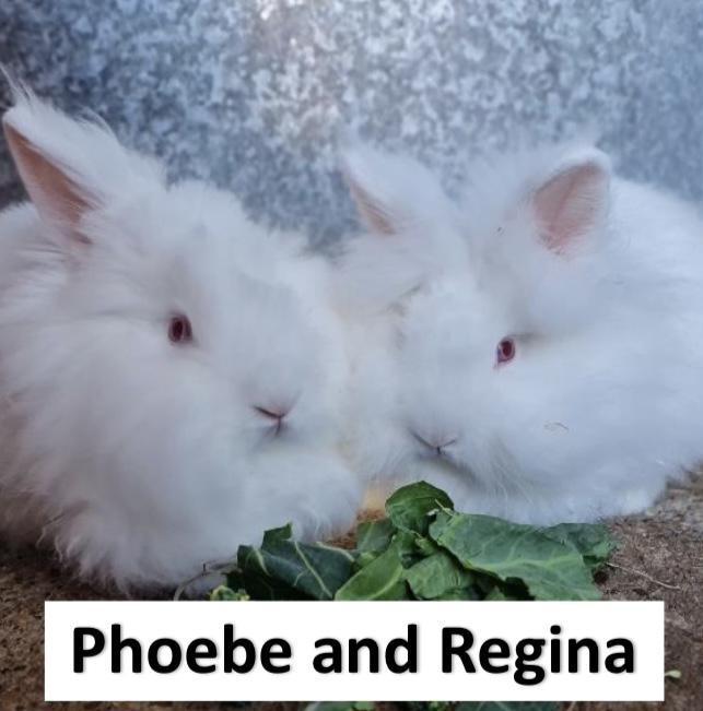 A Bit About The RSPCA Suffolk Central Branch A Bit About The RSPCA Suffolk Central Branch