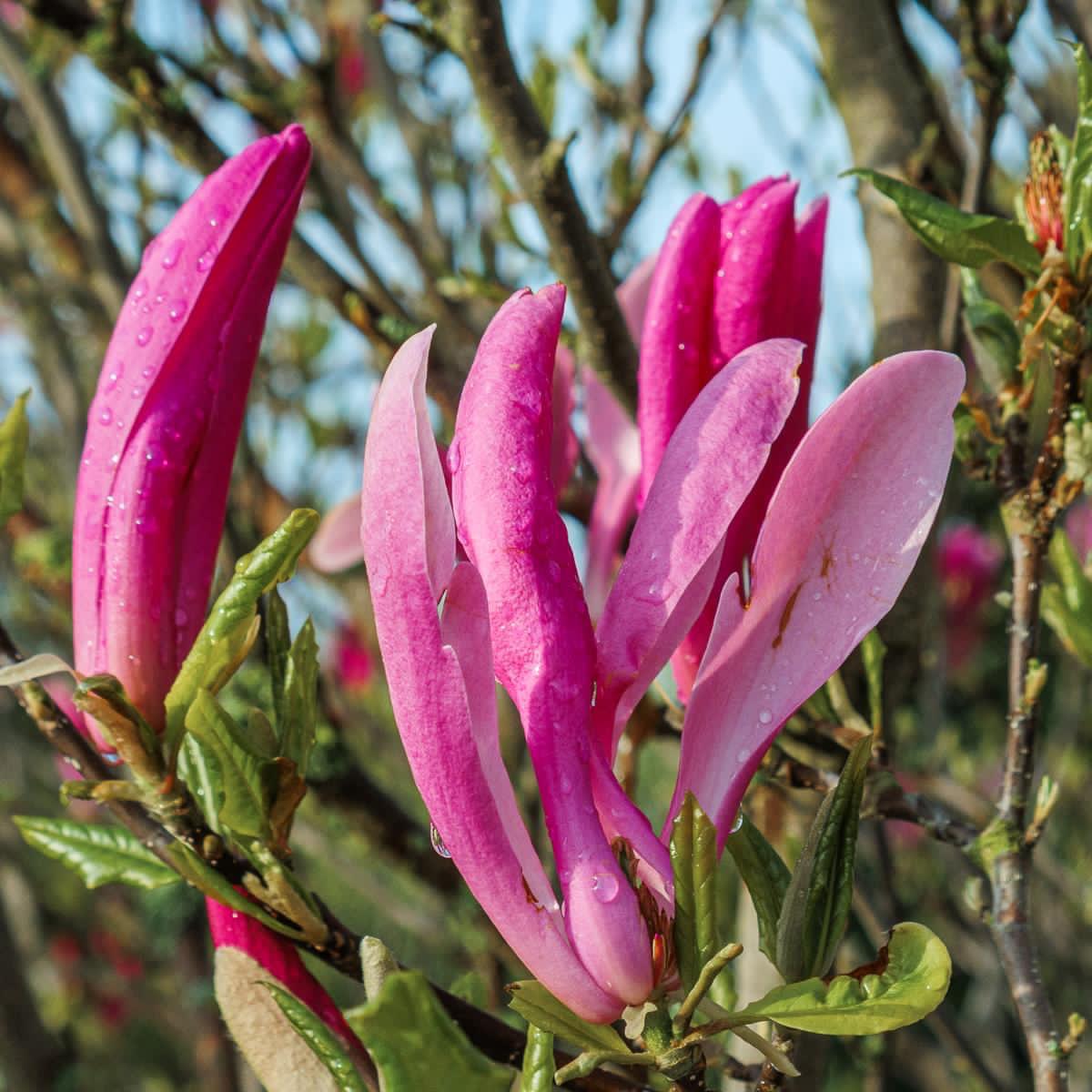 Magnificent Magnolia Flowers by Tim Garrett-Moore