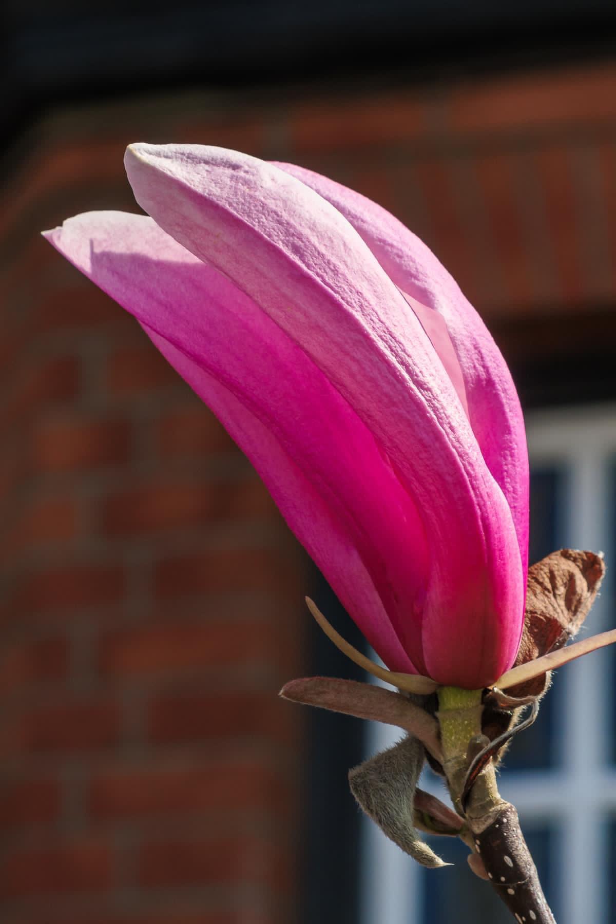 Magnificent Magnolia Flowers by Tim Garrett-Moore