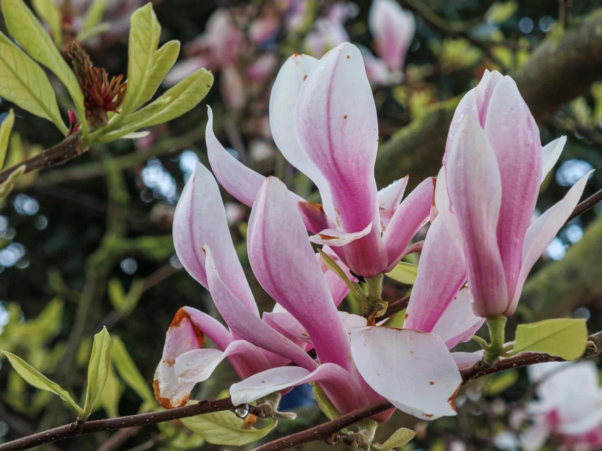 Magnificent Magnolia Flowers by Tim Garrett-Moore