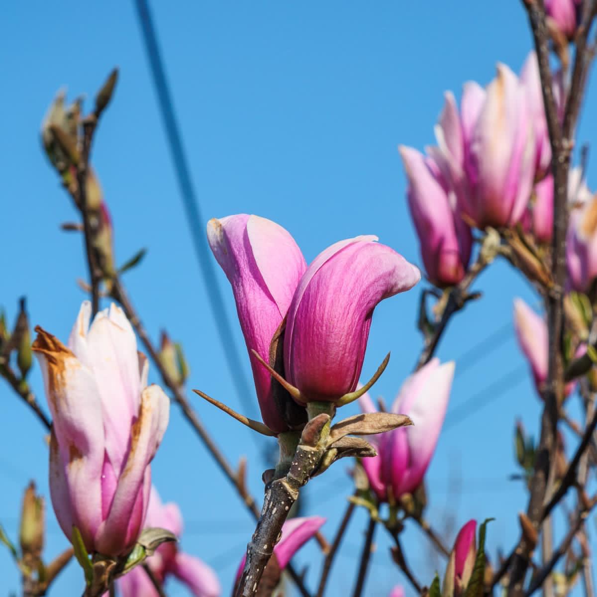 Magnificent Magnolia Flowers by Tim Garrett-Moore