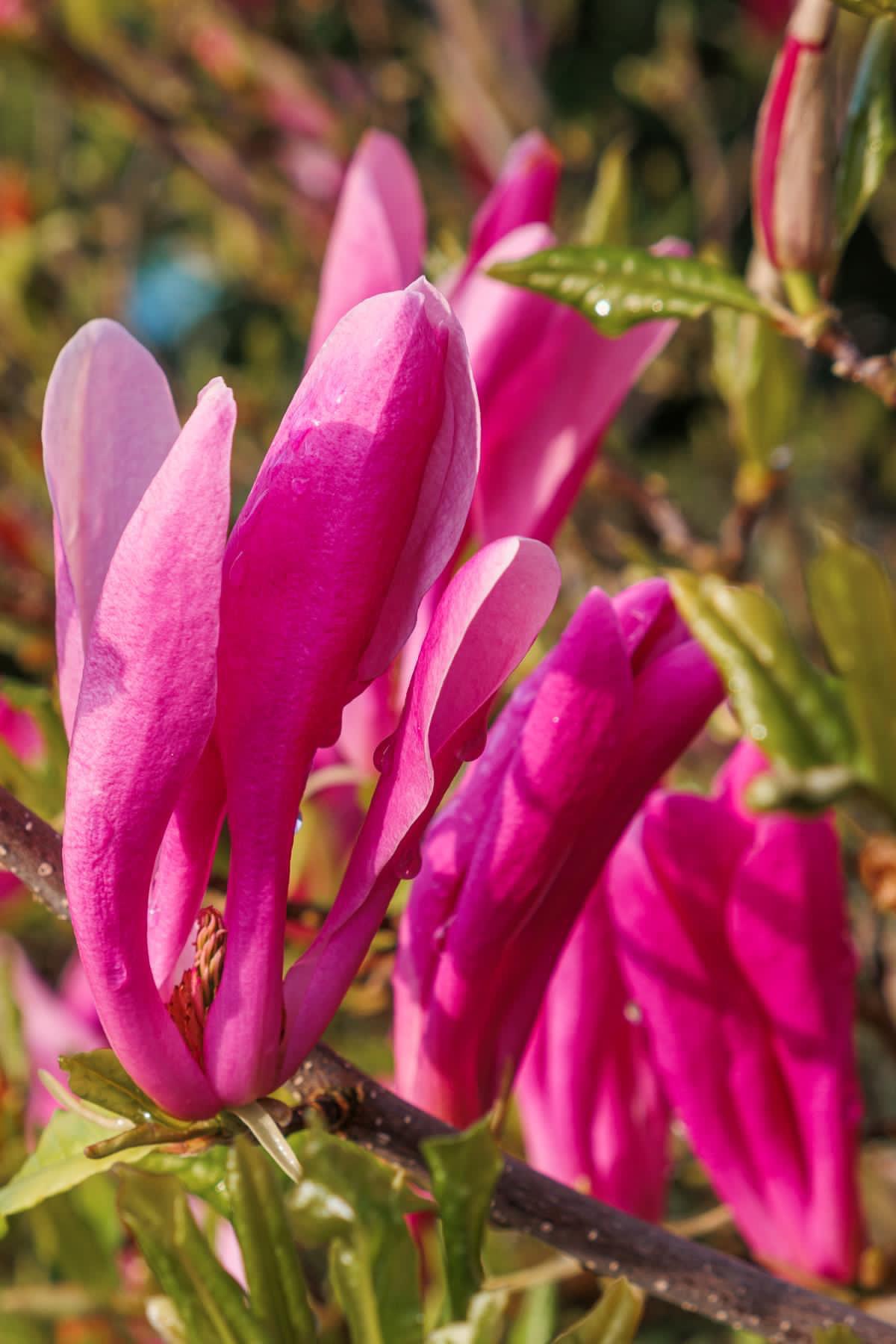 Magnificent Magnolia Flowers by Tim Garrett-Moore