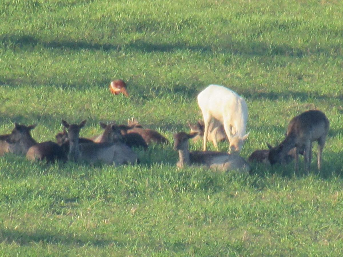 Our Countryside by Swantje Holland Our Countryside by Swantje Holland