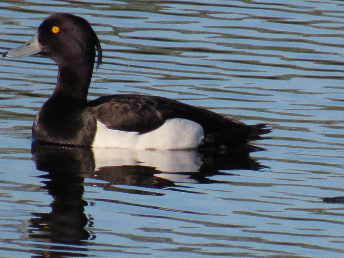 Our Countryside by Swantje Holland Our Countryside by Swantje Holland