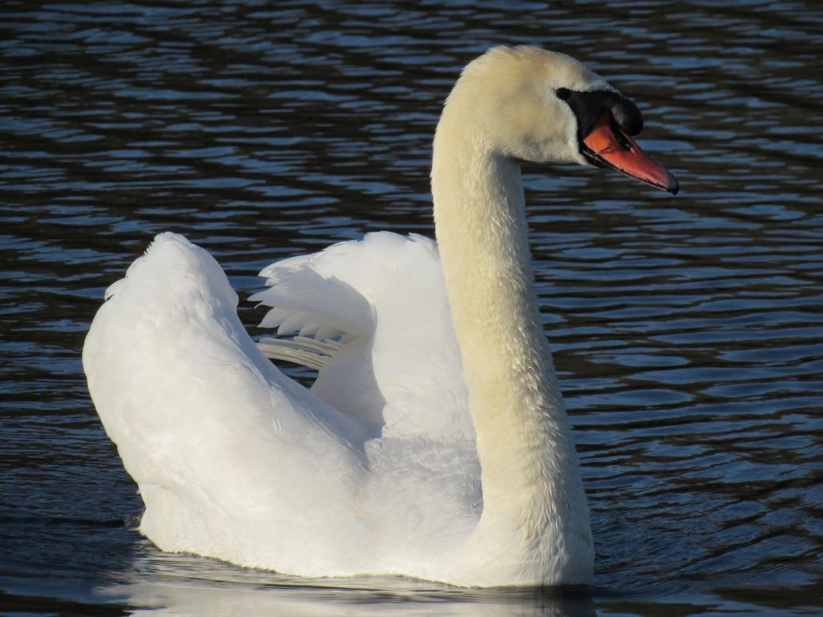 Our Countryside by Swantje Holland Our Countryside by Swantje Holland