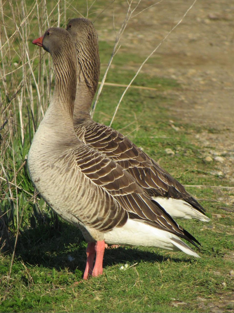 Our Countryside by Swantje Holland Our Countryside by Swantje Holland