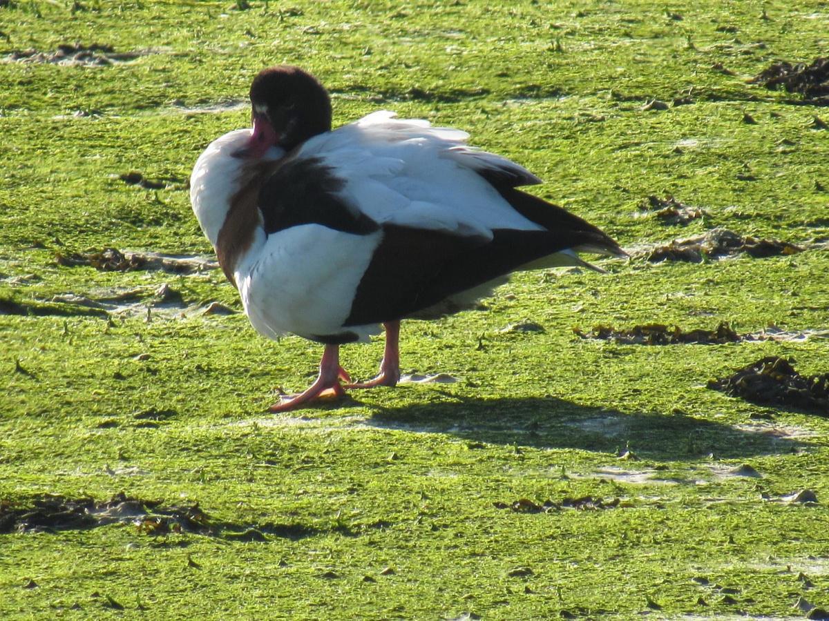 Our Countryside by Swantje Holland Our Countryside by Swantje Holland