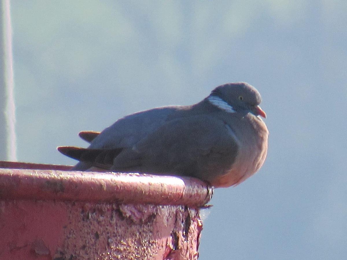 Our Countryside by Swantje Holland Our Countryside by Swantje Holland