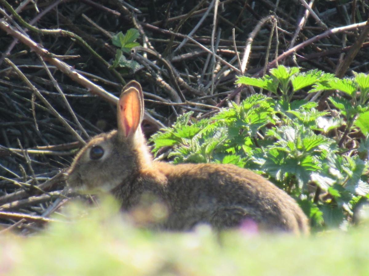 Our Countryside by Swantje Holland Our Countryside by Swantje Holland